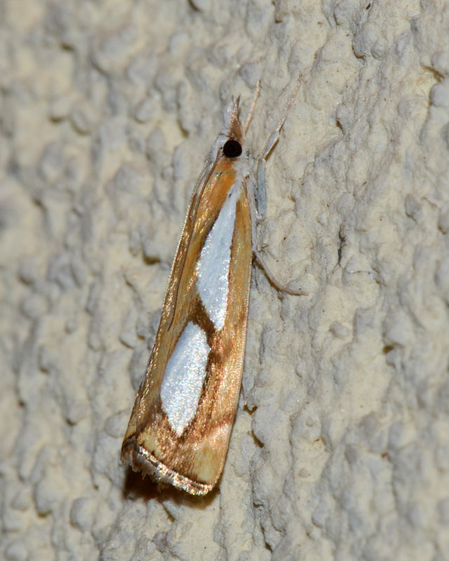 Crambidae  Catoptria pinella ? S�